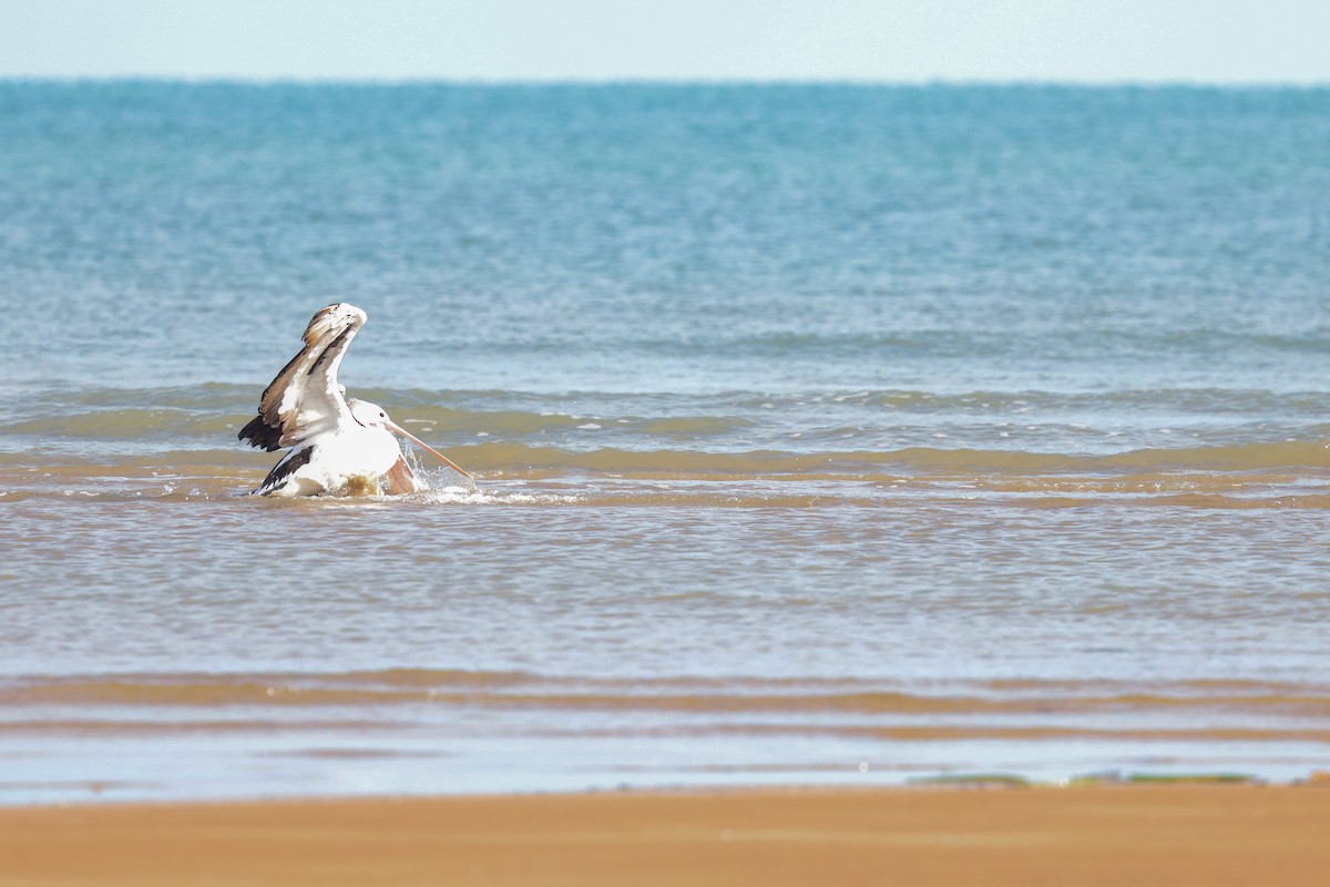 Australian Pelican - ML644969387