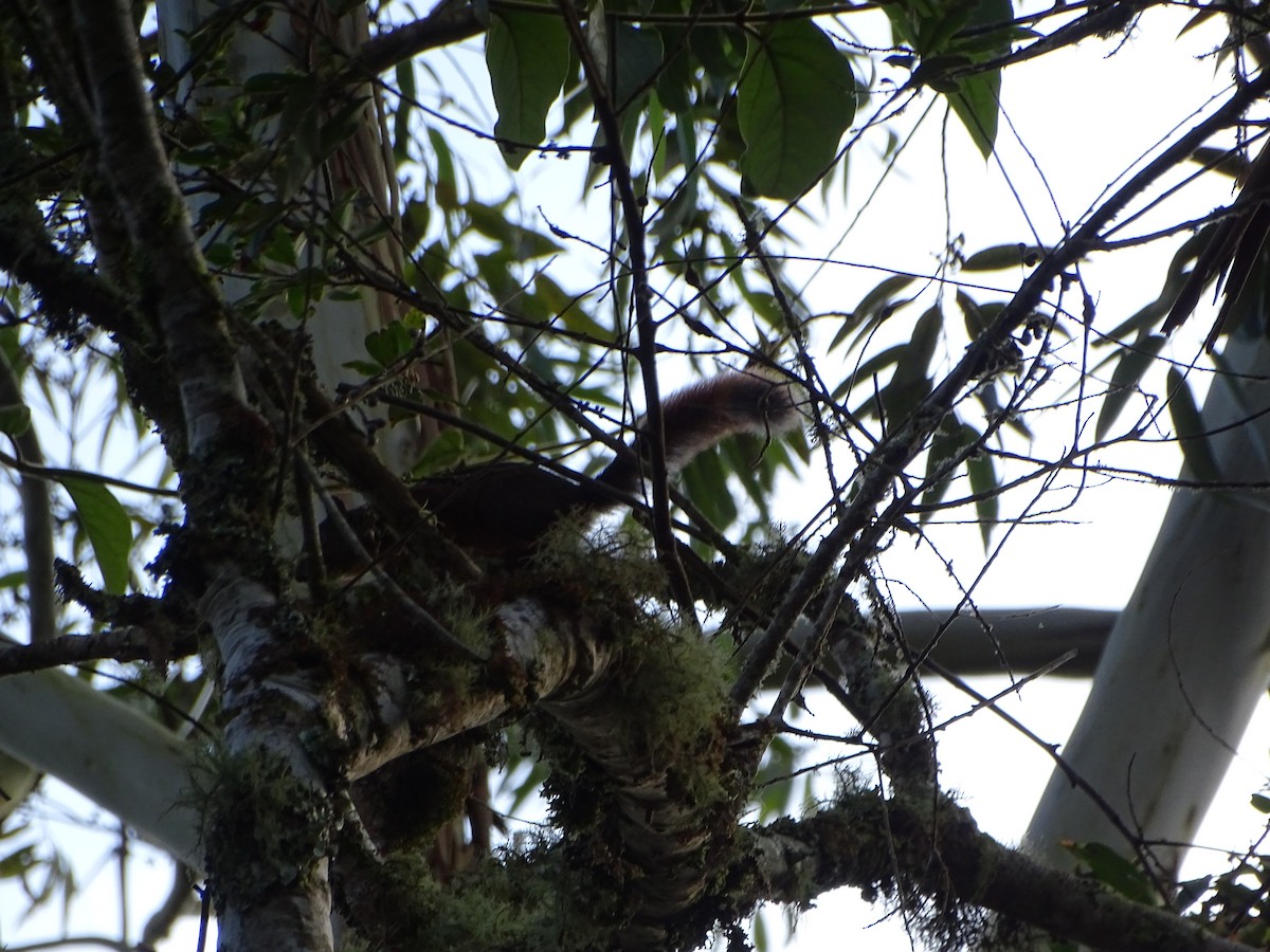 Animals - ML644969393