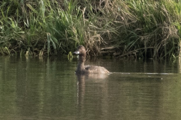 Redhead - ML644969403