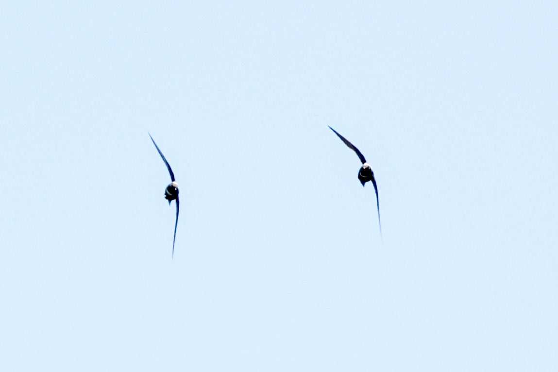 Vencejo Acollarado - ML644969404