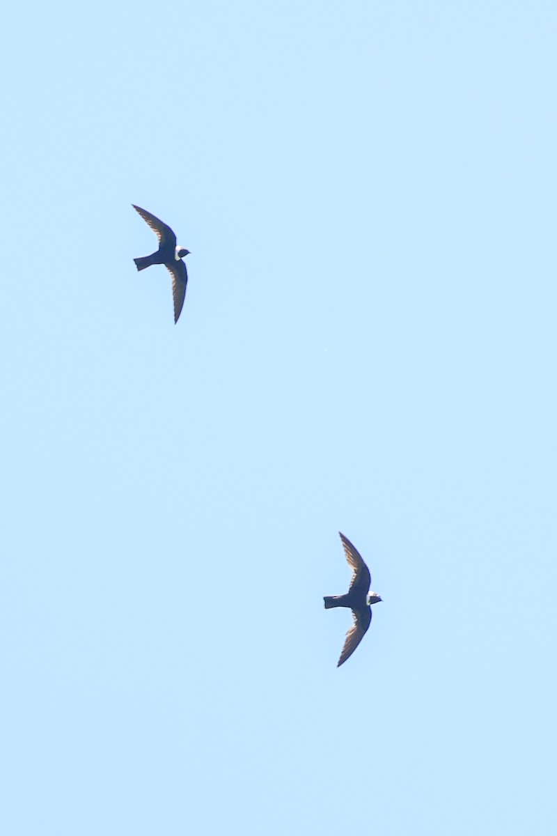 Vencejo Acollarado - ML644969406