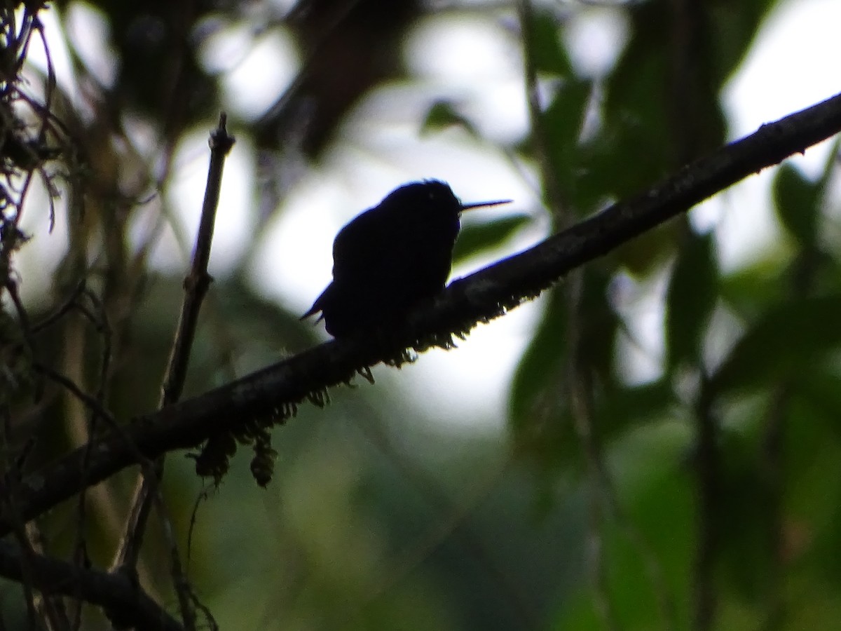 Tourmaline Sunangel - ML644969457