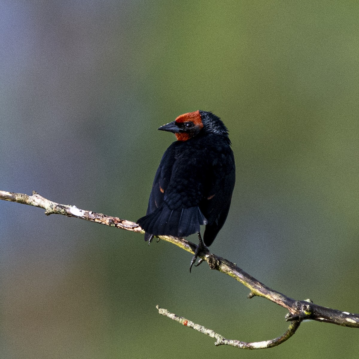 Chestnut-capped Blackbird - ML644969482
