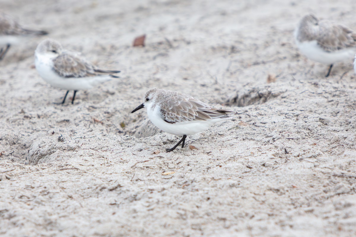 Txirri zuria - ML644969491