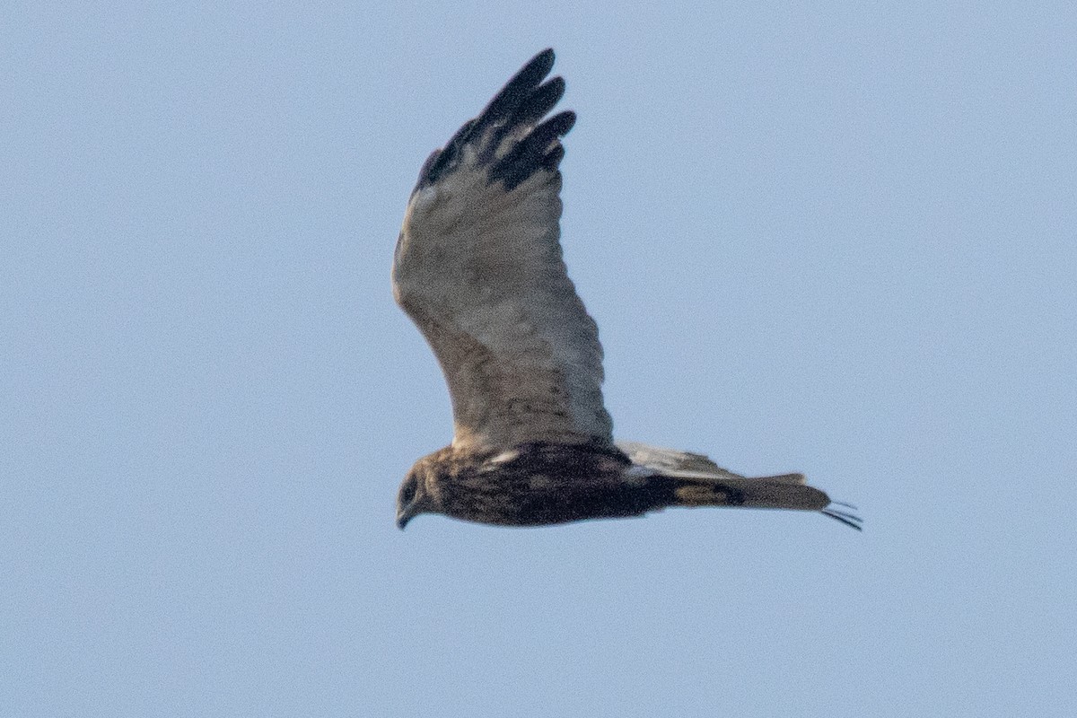 Busard des roseaux - ML644969497