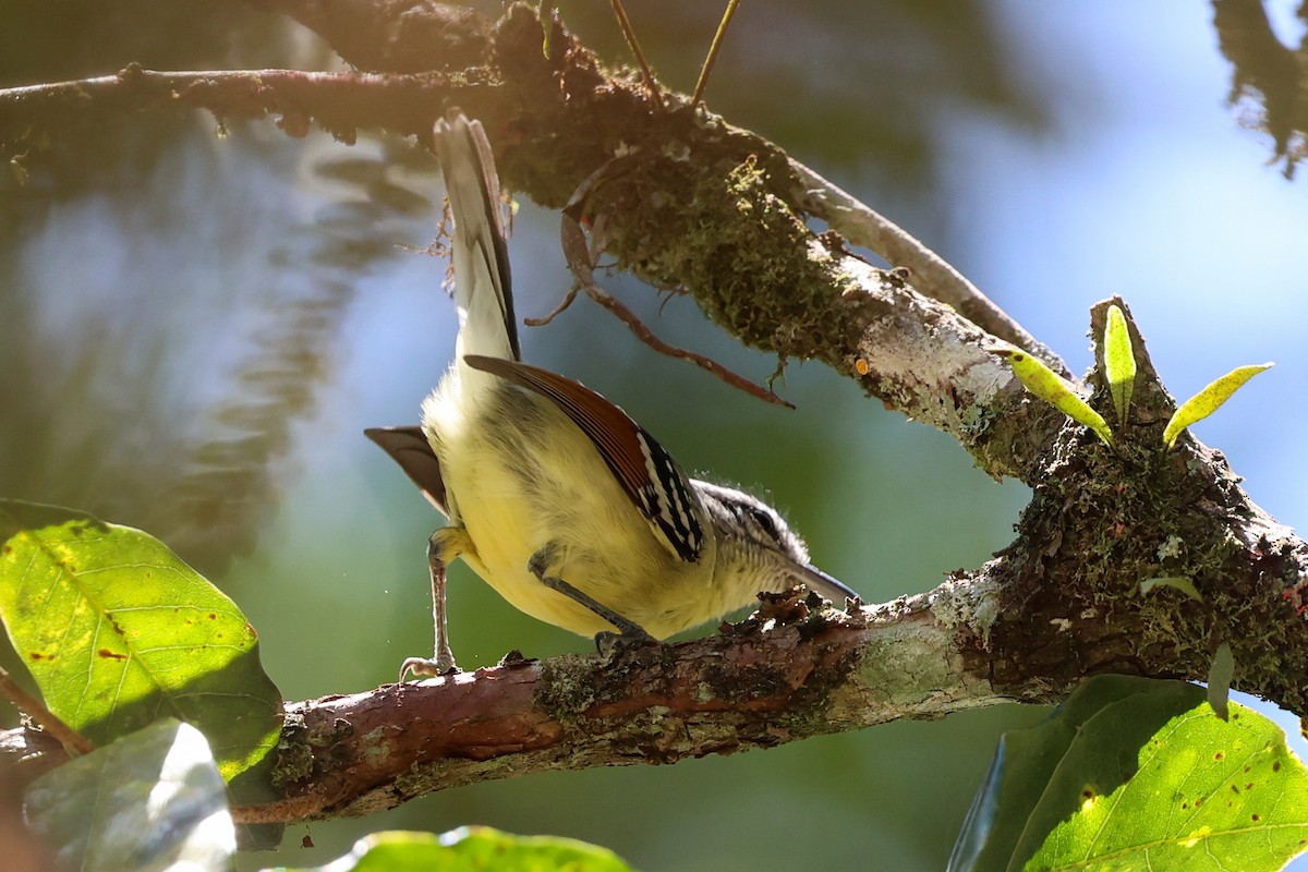 Grisin à ailes rousses - ML644969501