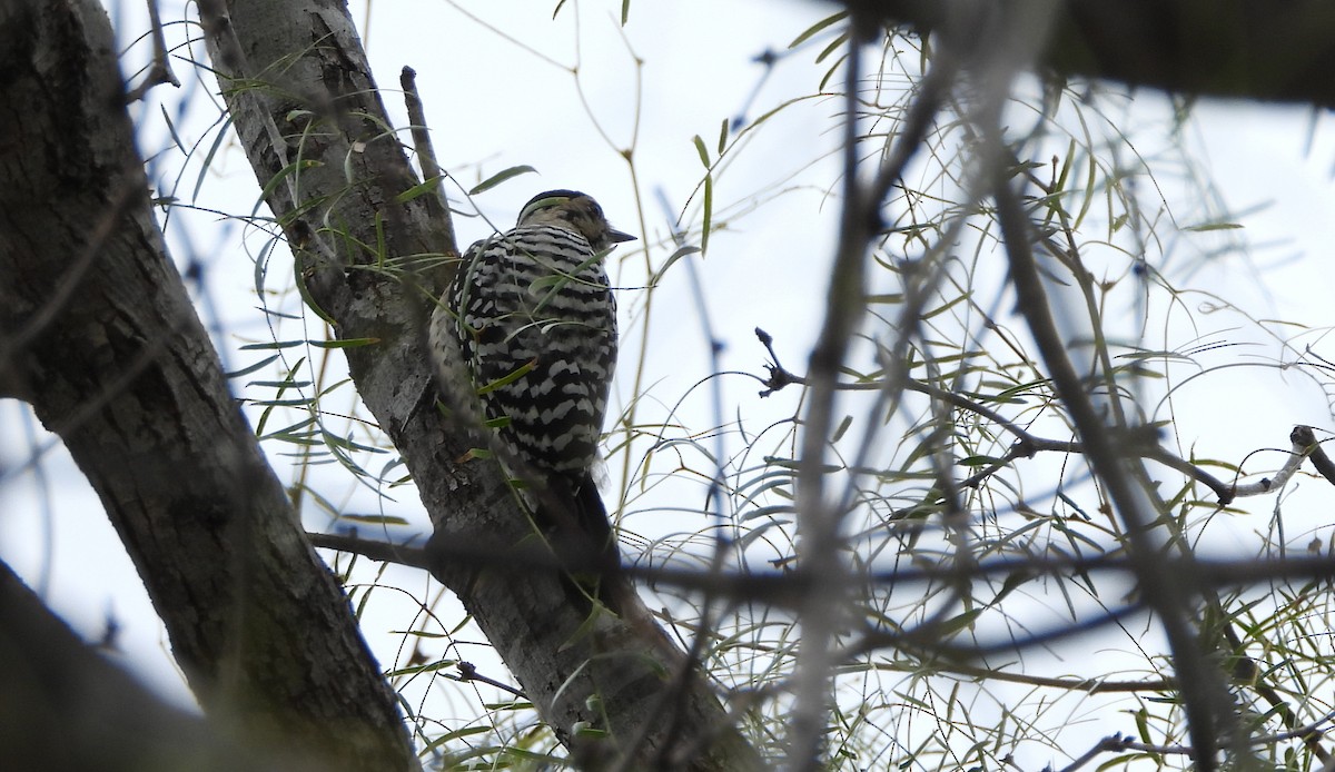 Pic arlequin - ML644969502