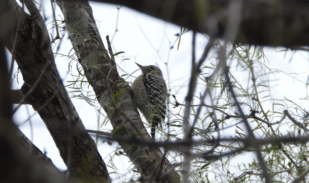 Pic arlequin - ML644969503