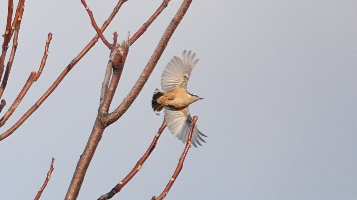 Sittelle à poitrine rousse - ML644969506
