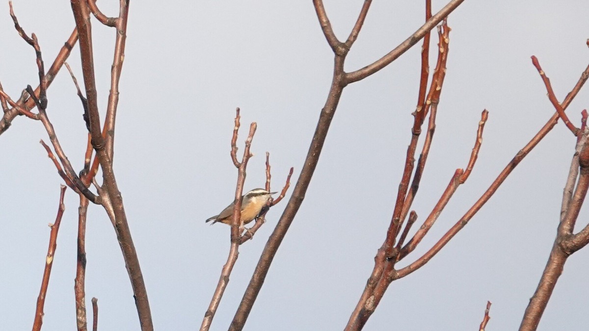 Sittelle à poitrine rousse - ML644969507