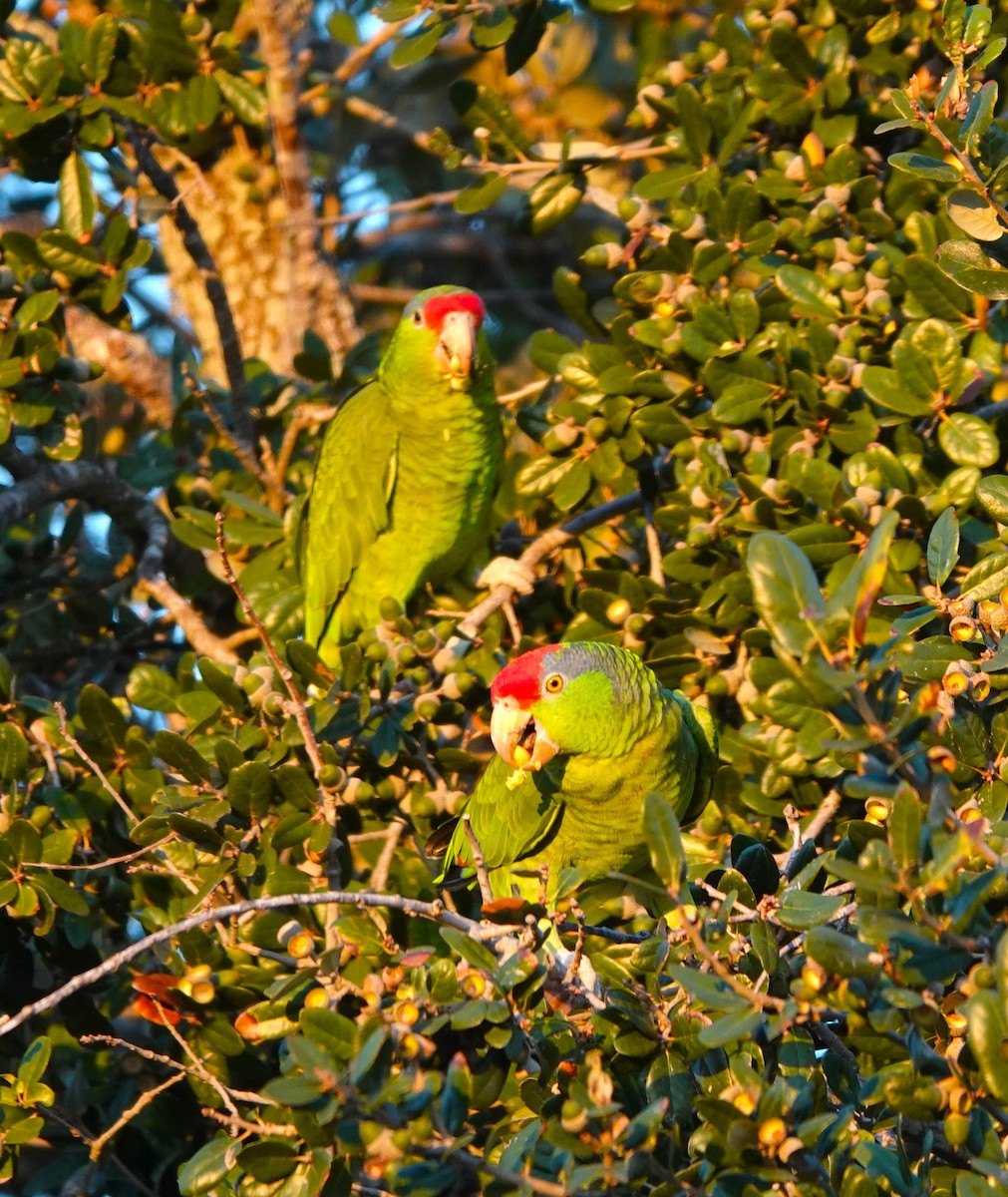 Amazone à joues vertes - ML644969508