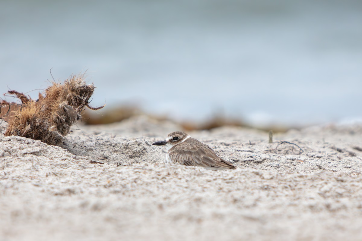 Pluvier de Wilson - ML644969509