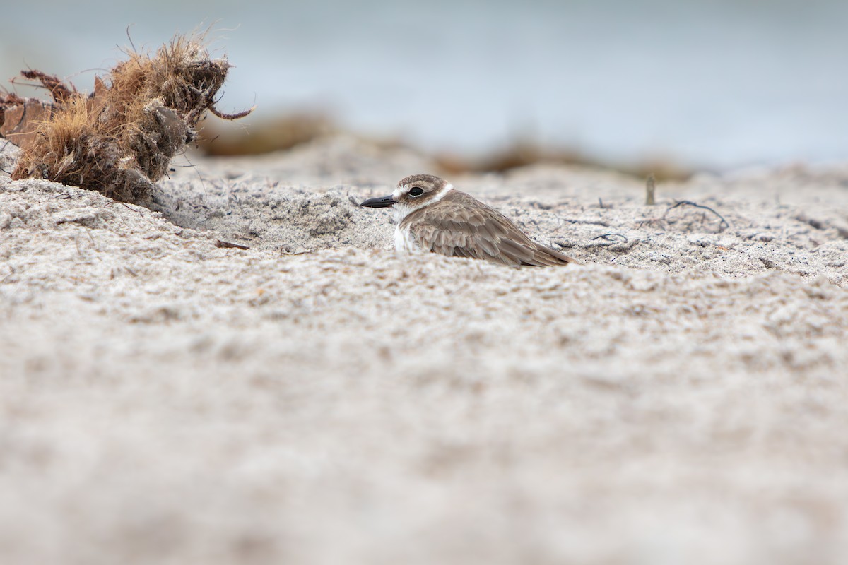 Pluvier de Wilson - ML644969510