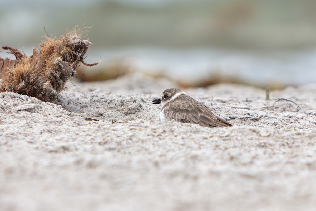 Pluvier de Wilson - ML644969511