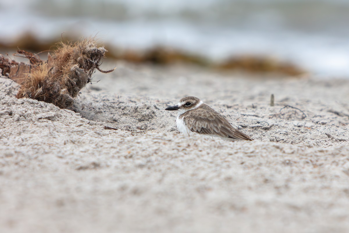 Pluvier de Wilson - ML644969512