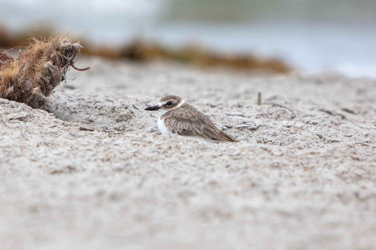 Pluvier de Wilson - ML644969513