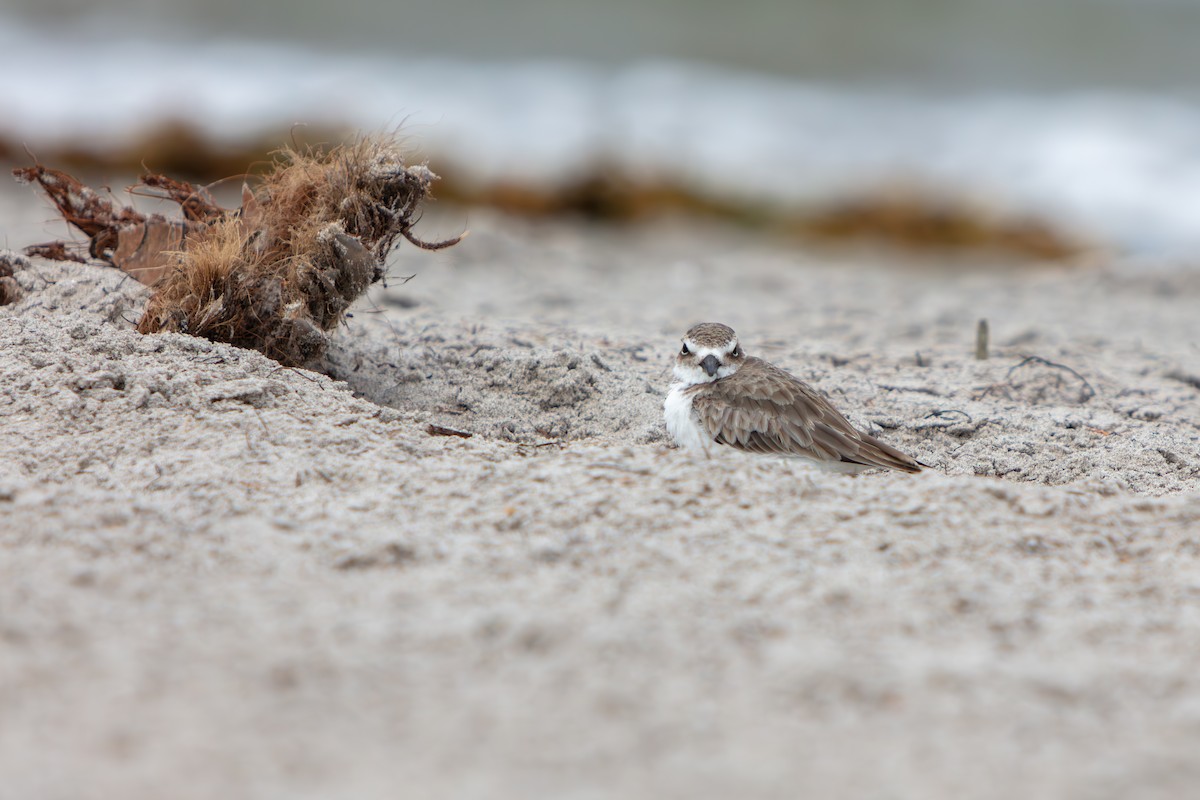 Pluvier de Wilson - ML644969514