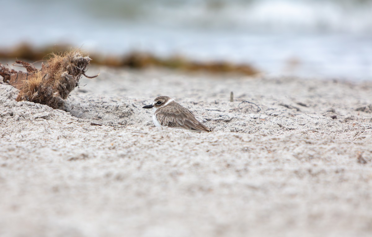 Pluvier de Wilson - ML644969515