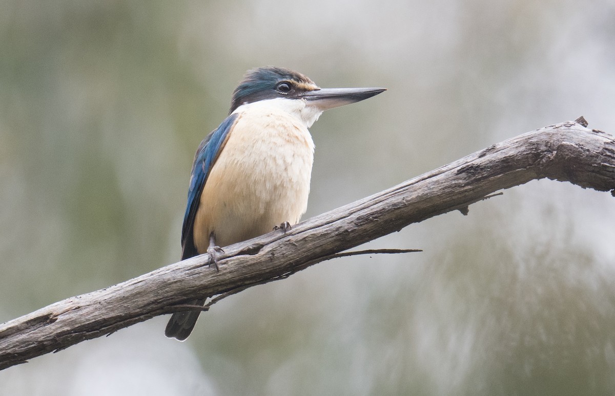 Martin-chasseur sacré - ML644969516