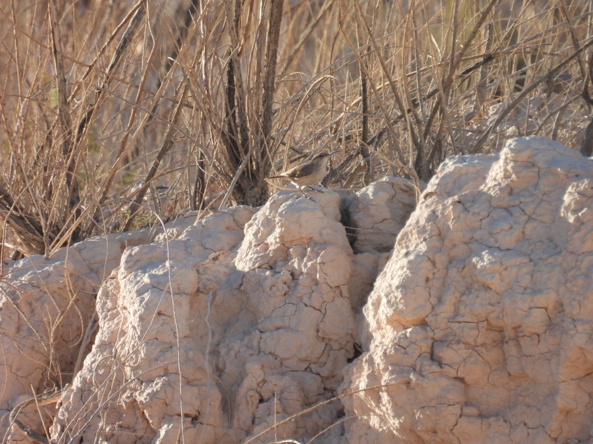 Troglodyte des rochers - ML644969519