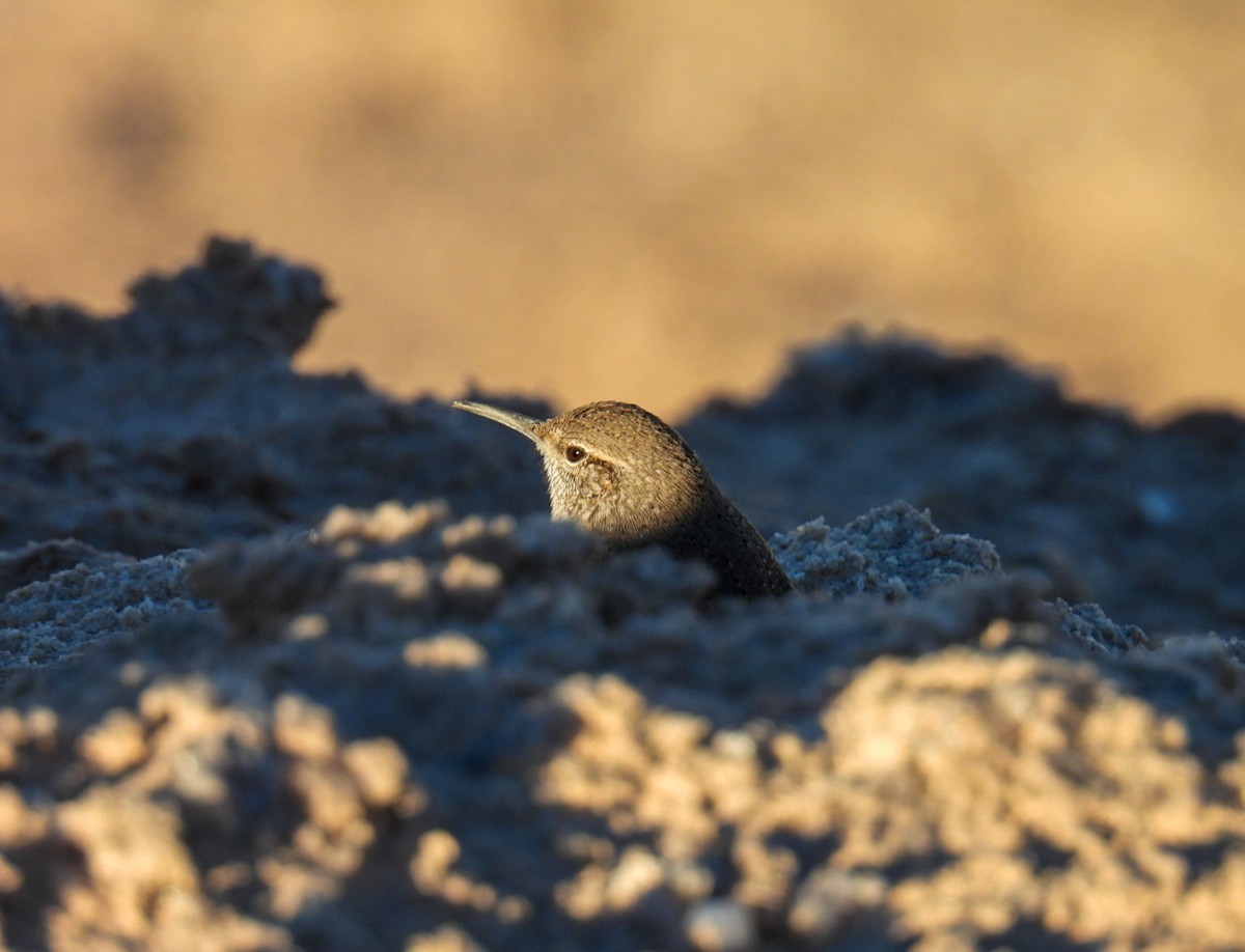 Troglodyte des rochers - ML644969520