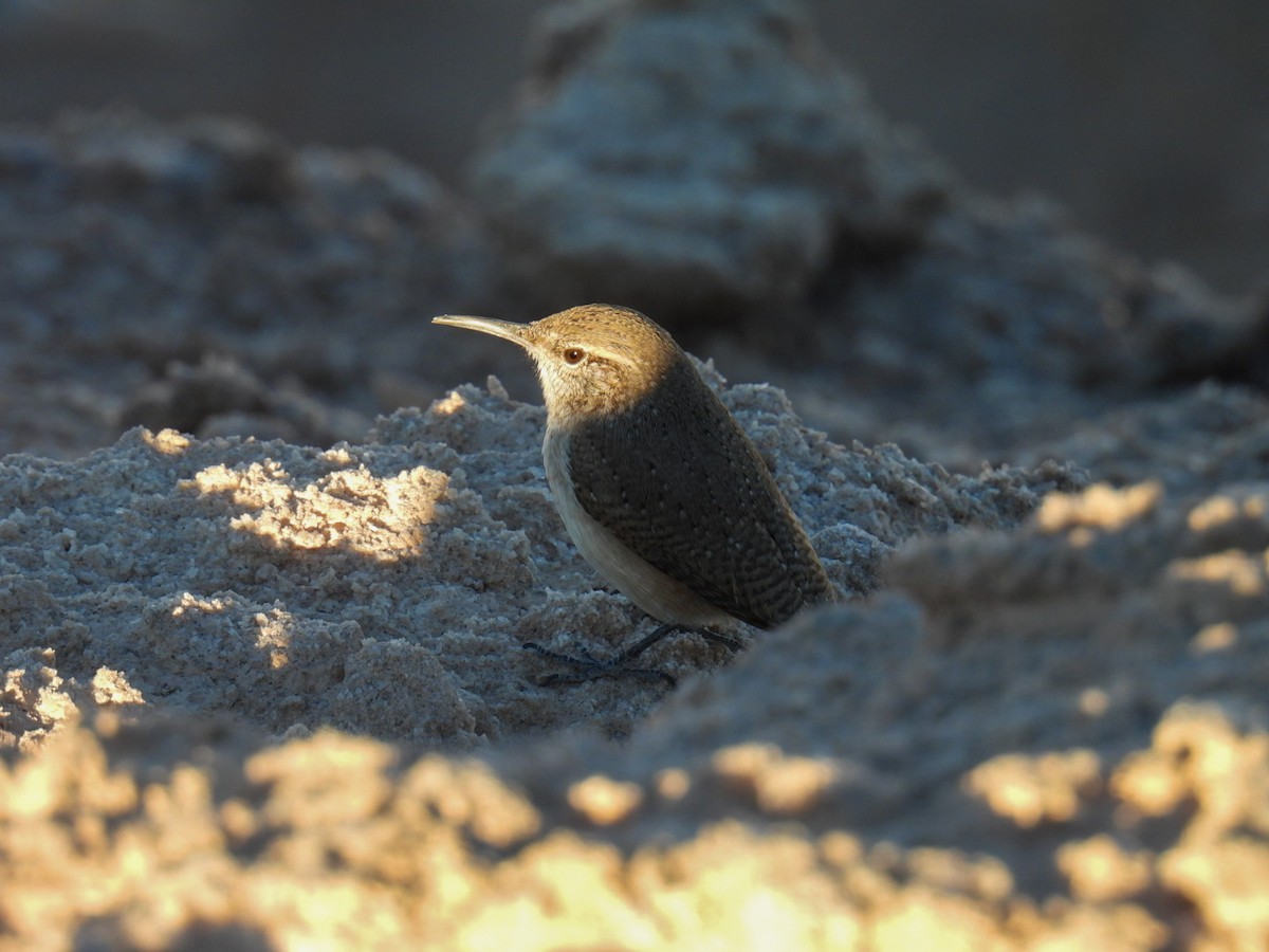 Troglodyte des rochers - ML644969521