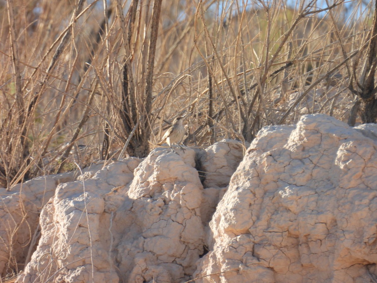 Troglodyte des rochers - ML644969522