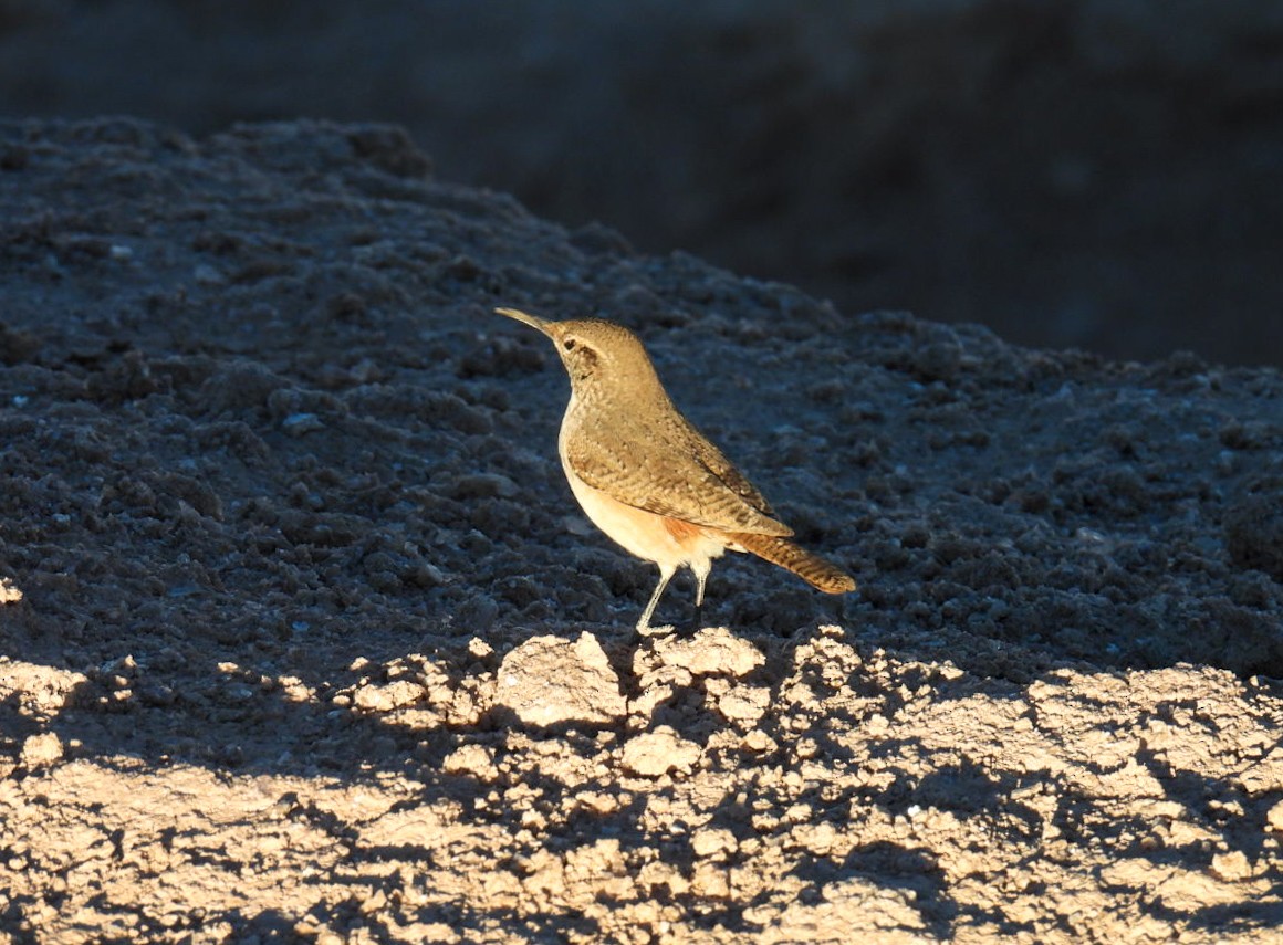 Troglodyte des rochers - ML644969523
