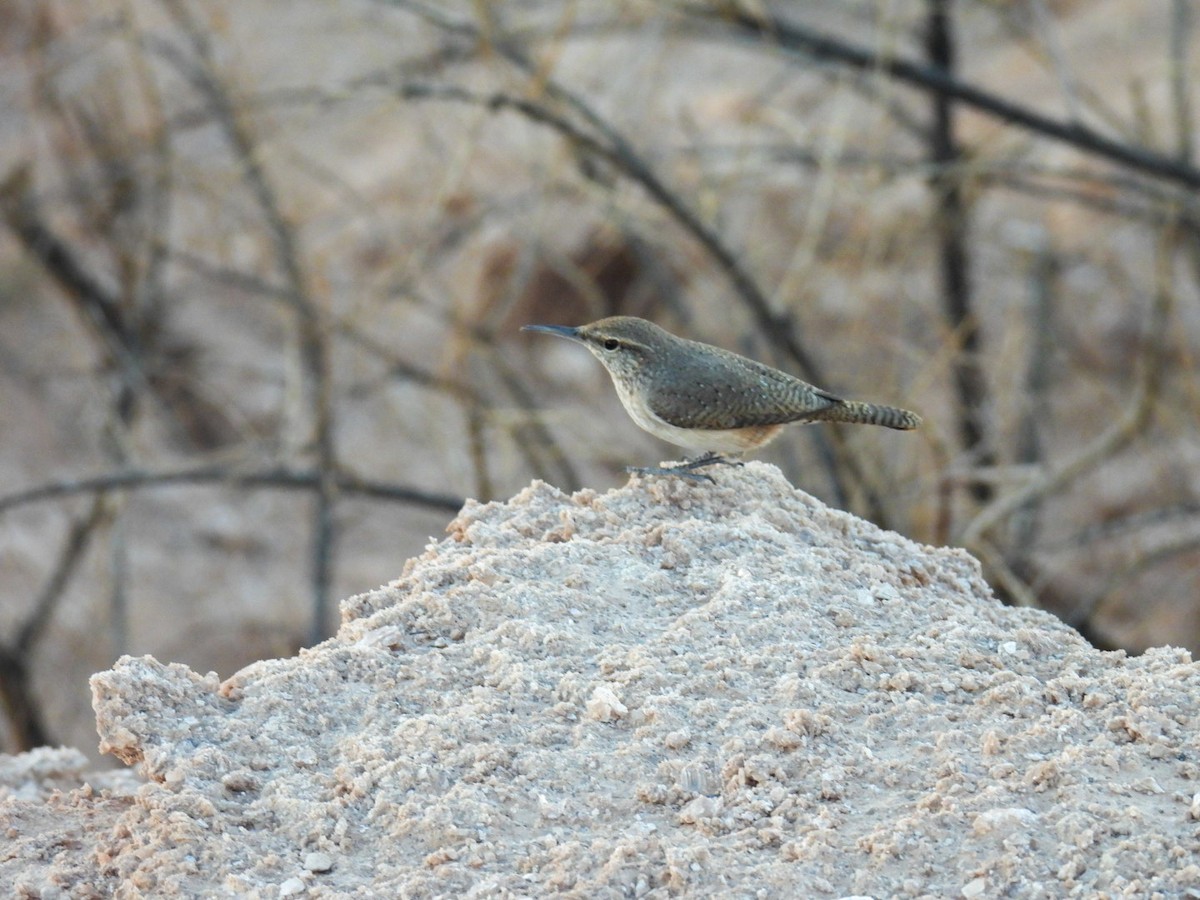 Troglodyte des rochers - ML644969524