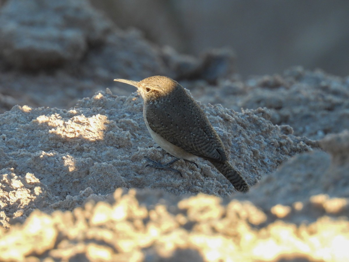 Troglodyte des rochers - ML644969525