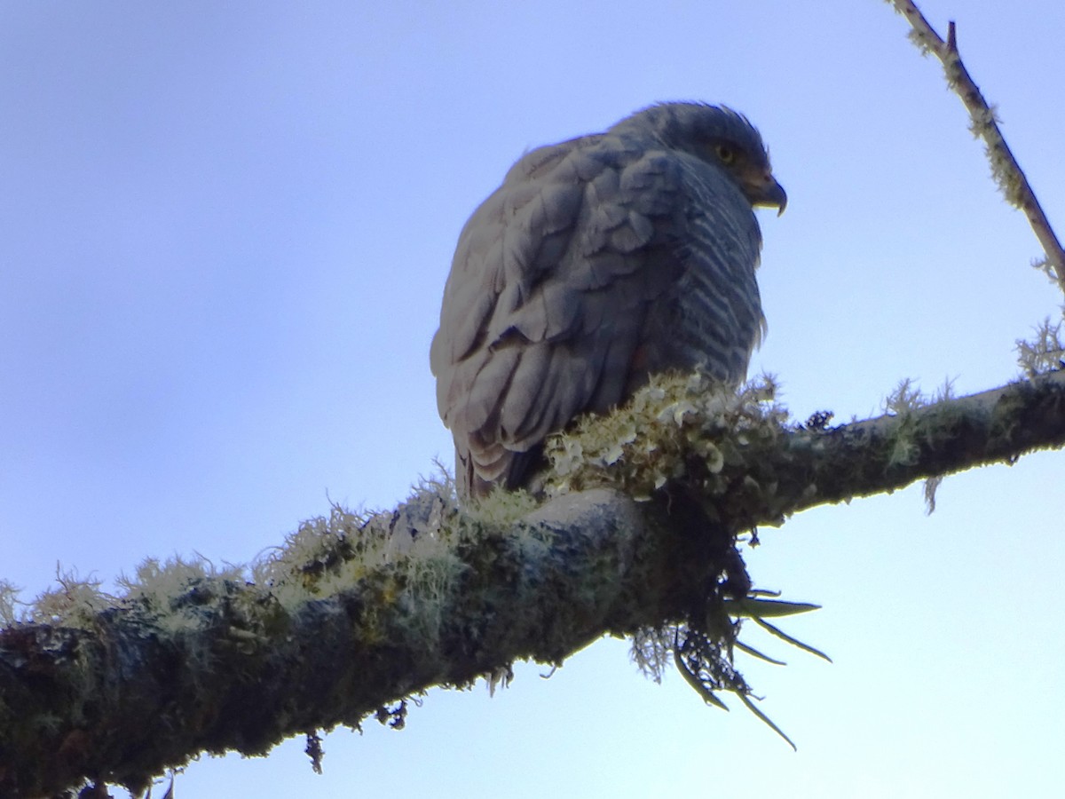 Buse à gros bec - ML644969528