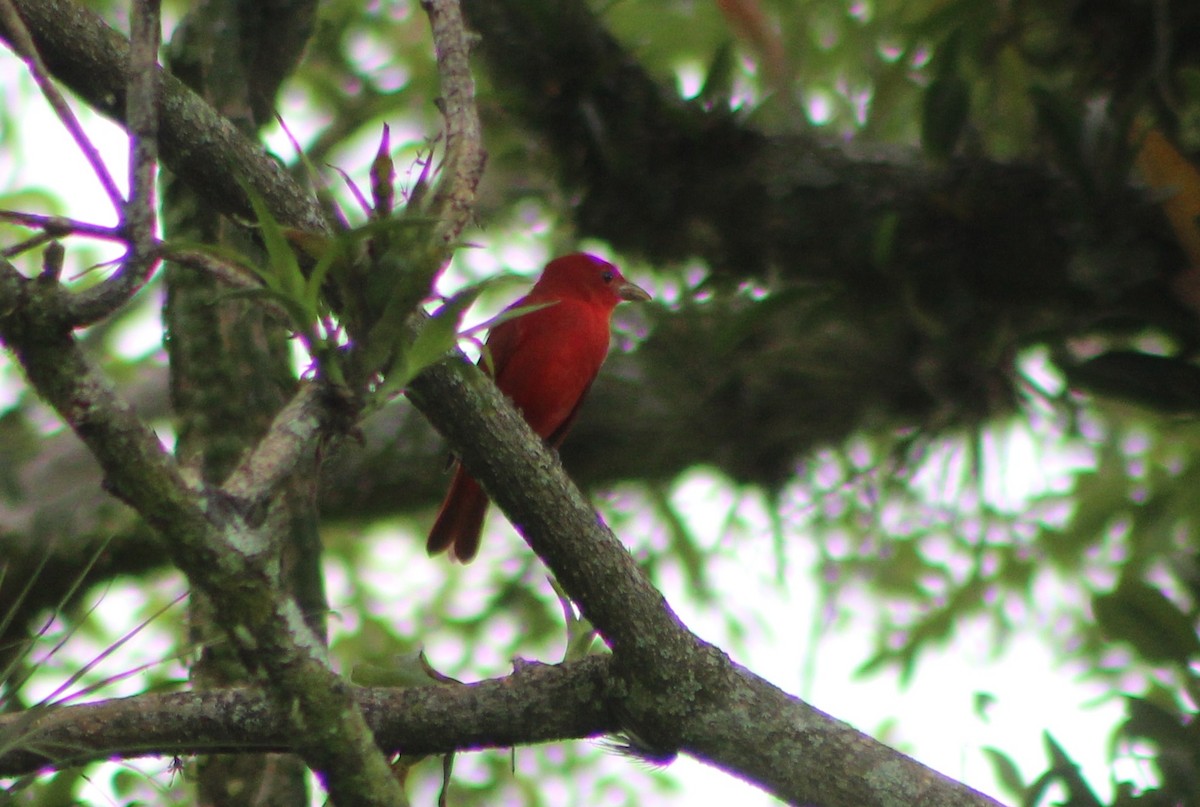 Piranga vermillon - ML644969529