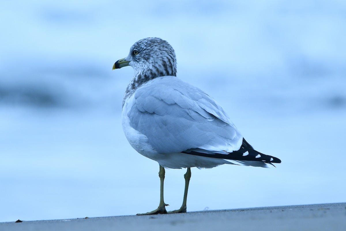 Goéland à bec cerclé - ML644969530