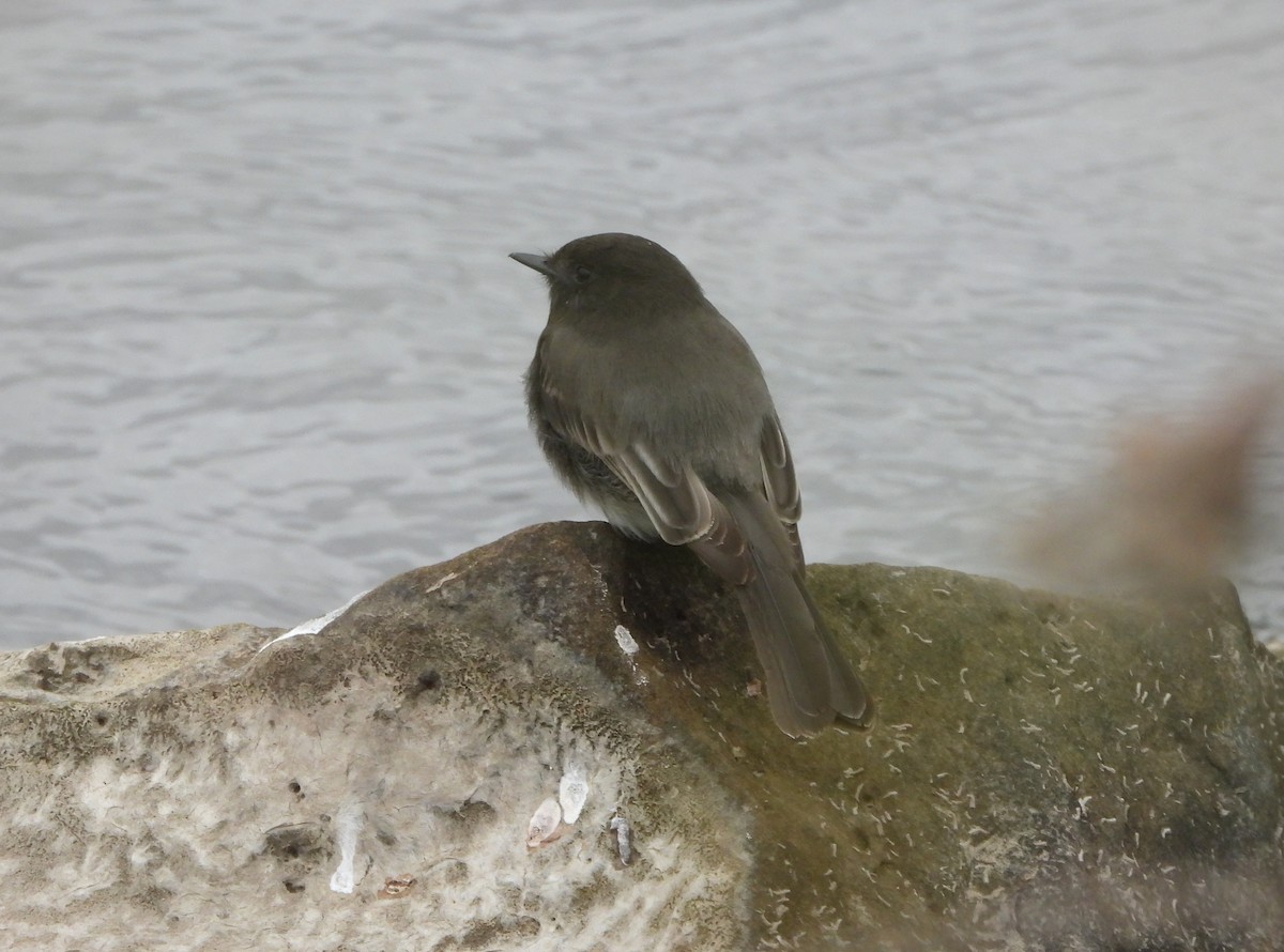 Moucherolle noir - ML644969532