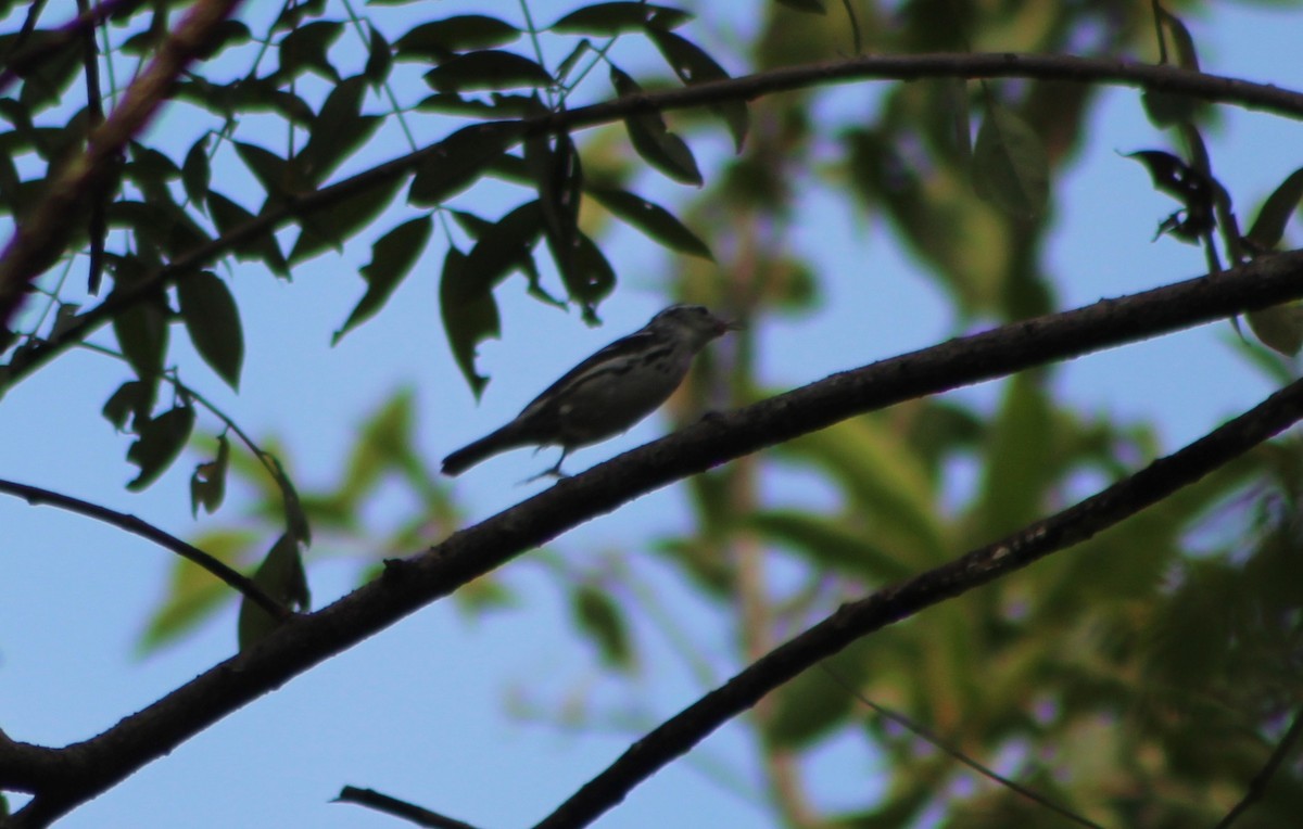 Black-and-white Warbler - ML644969547