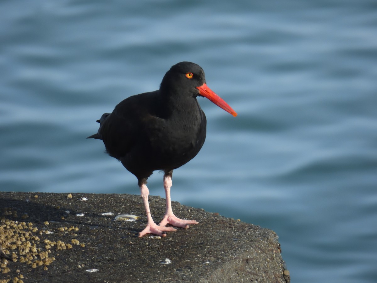 Black Oystercatcher - ML644969551