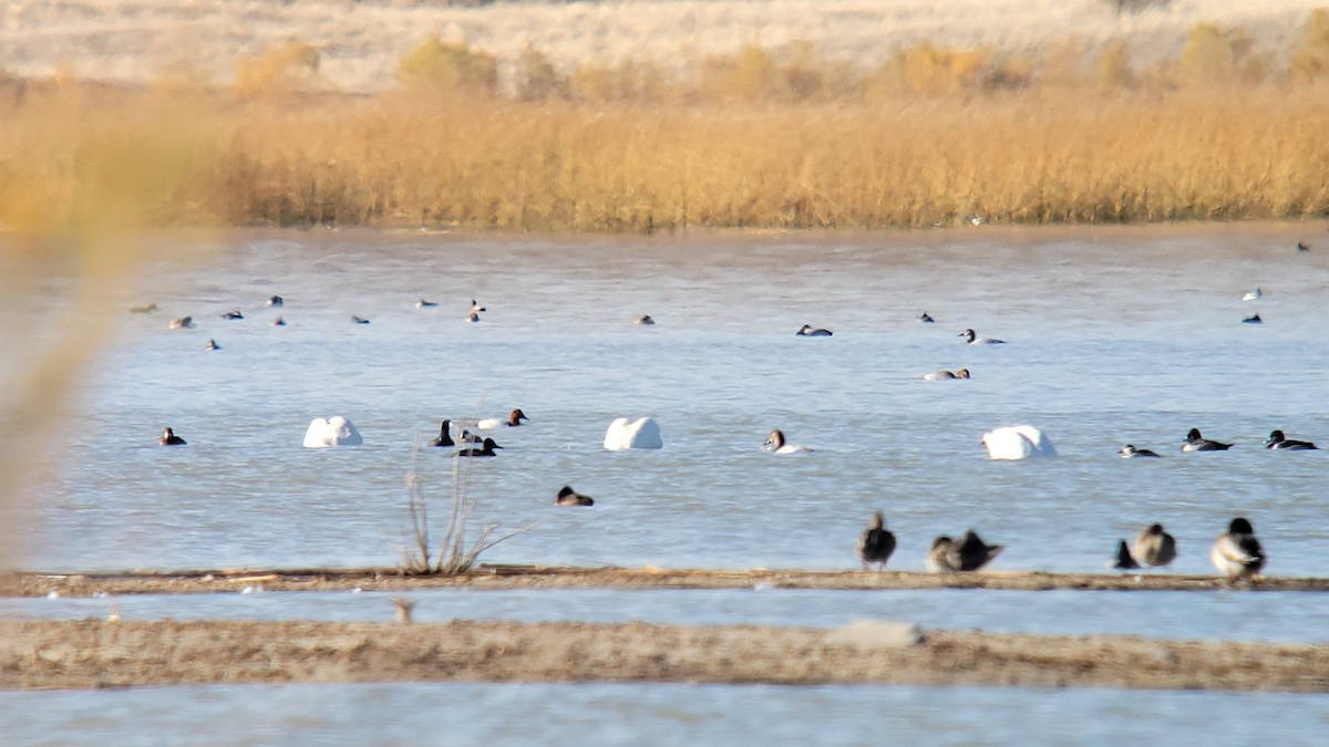 Murgilari bizkarzuria - ML644969552