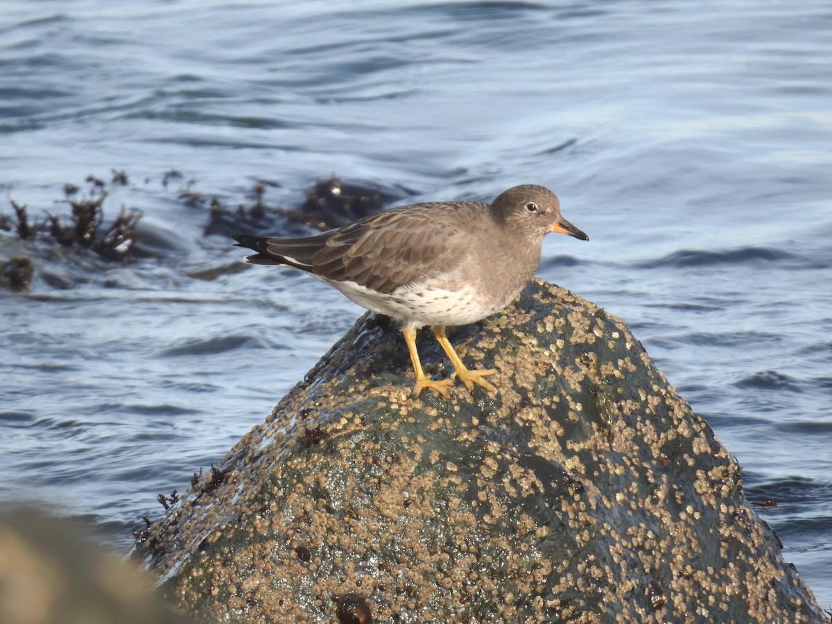 Surfbird - ML644969558