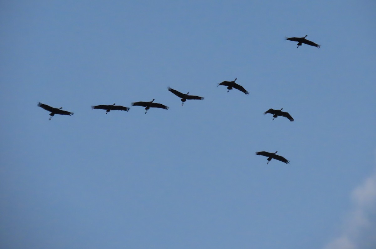 Sandhill Crane - ML644969562