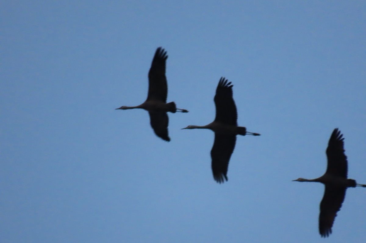 Sandhill Crane - ML644969565