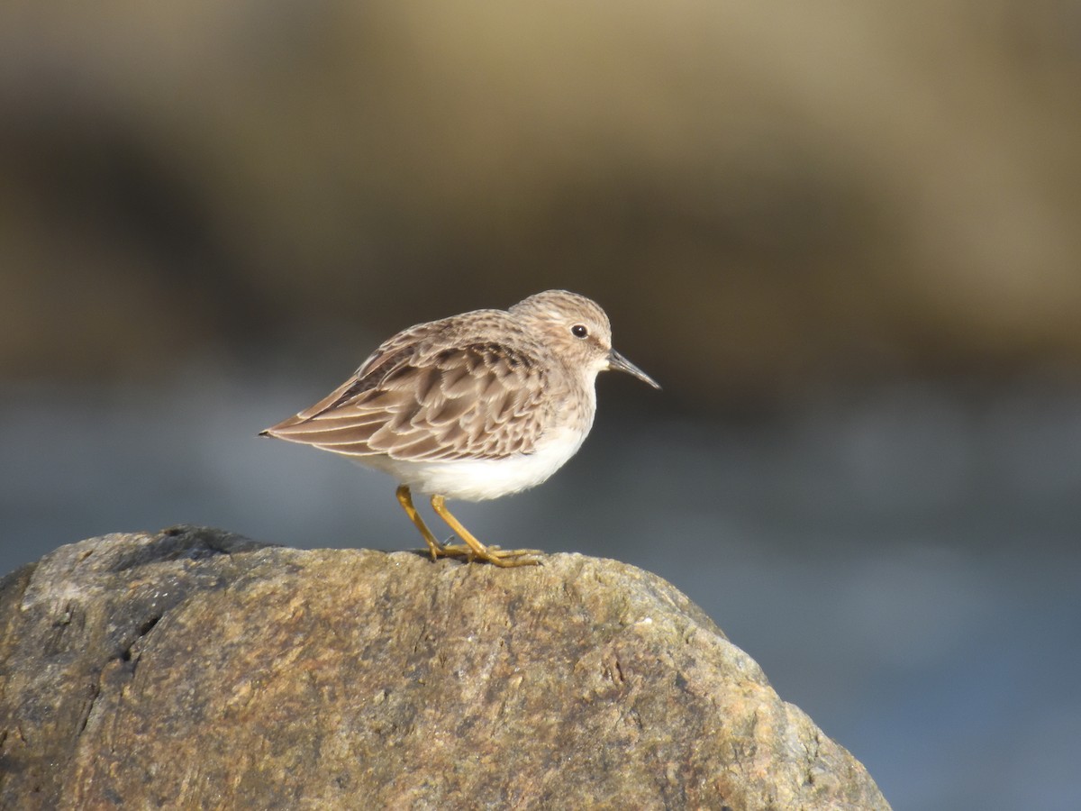 Least Sandpiper - ML644969568