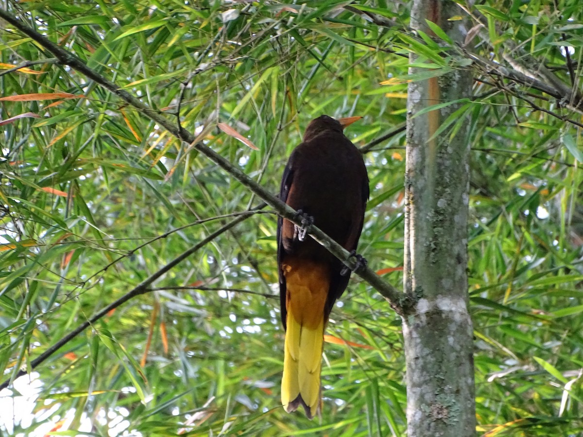 Russet-backed Oropendola - ML644969573