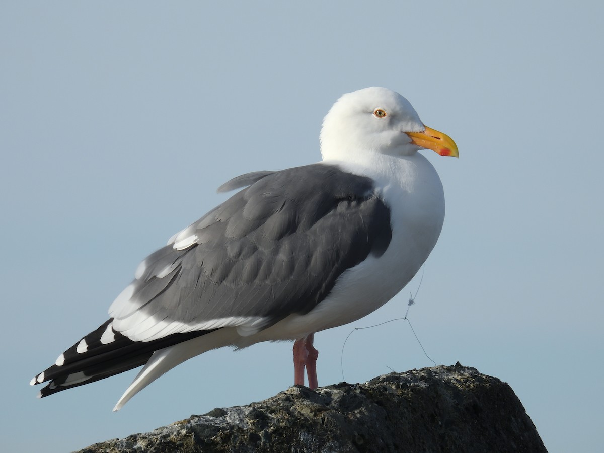 Western Gull - ML644969575