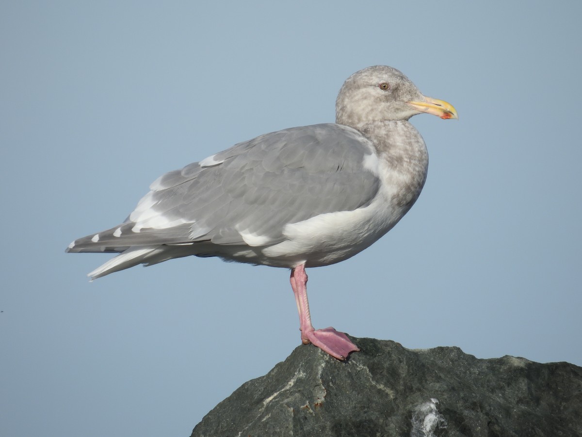 American Herring x Glaucous-winged Gull (hybrid) - ML644969577