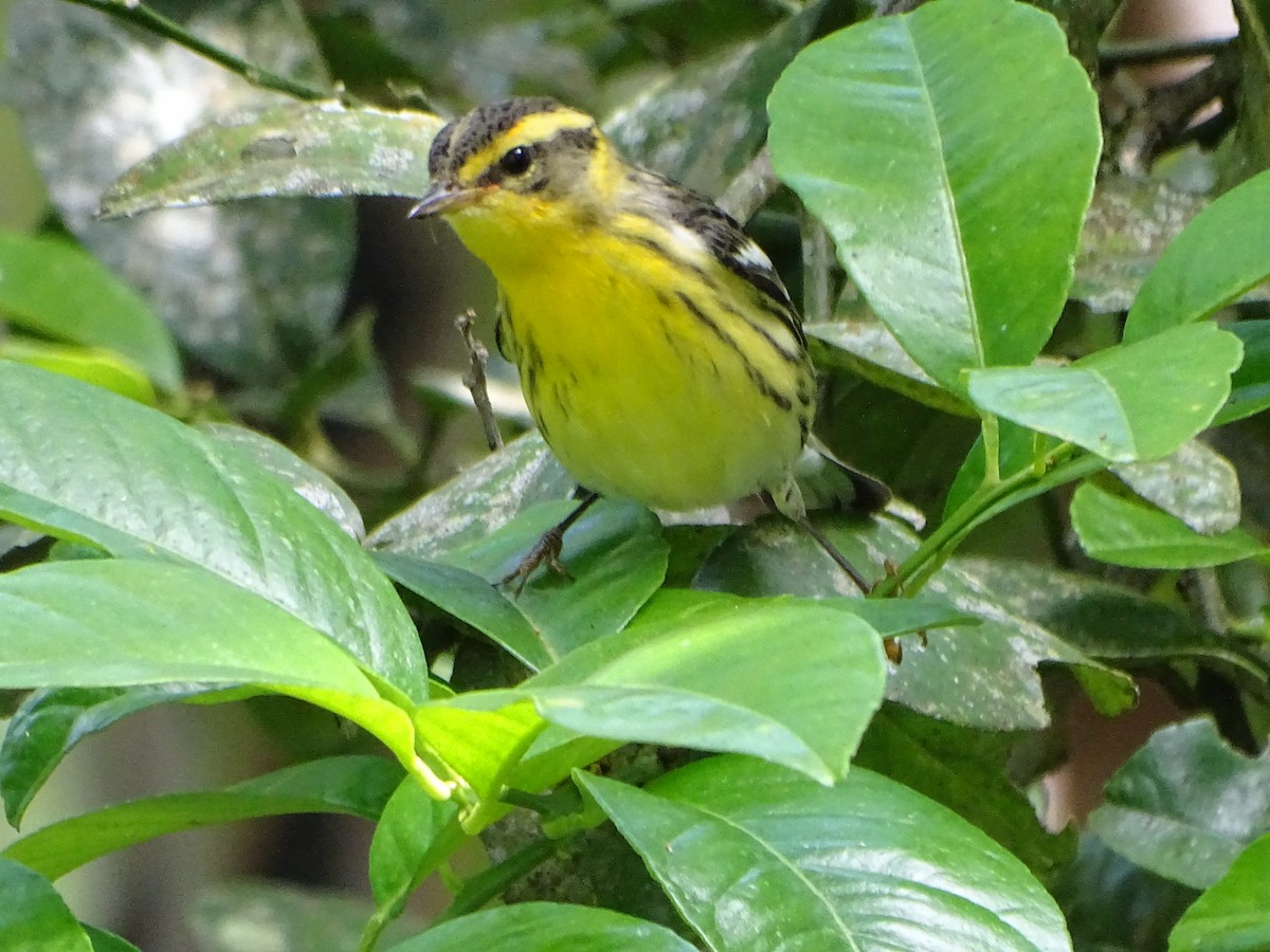 Reinita Gorjinaranja - ML644969588