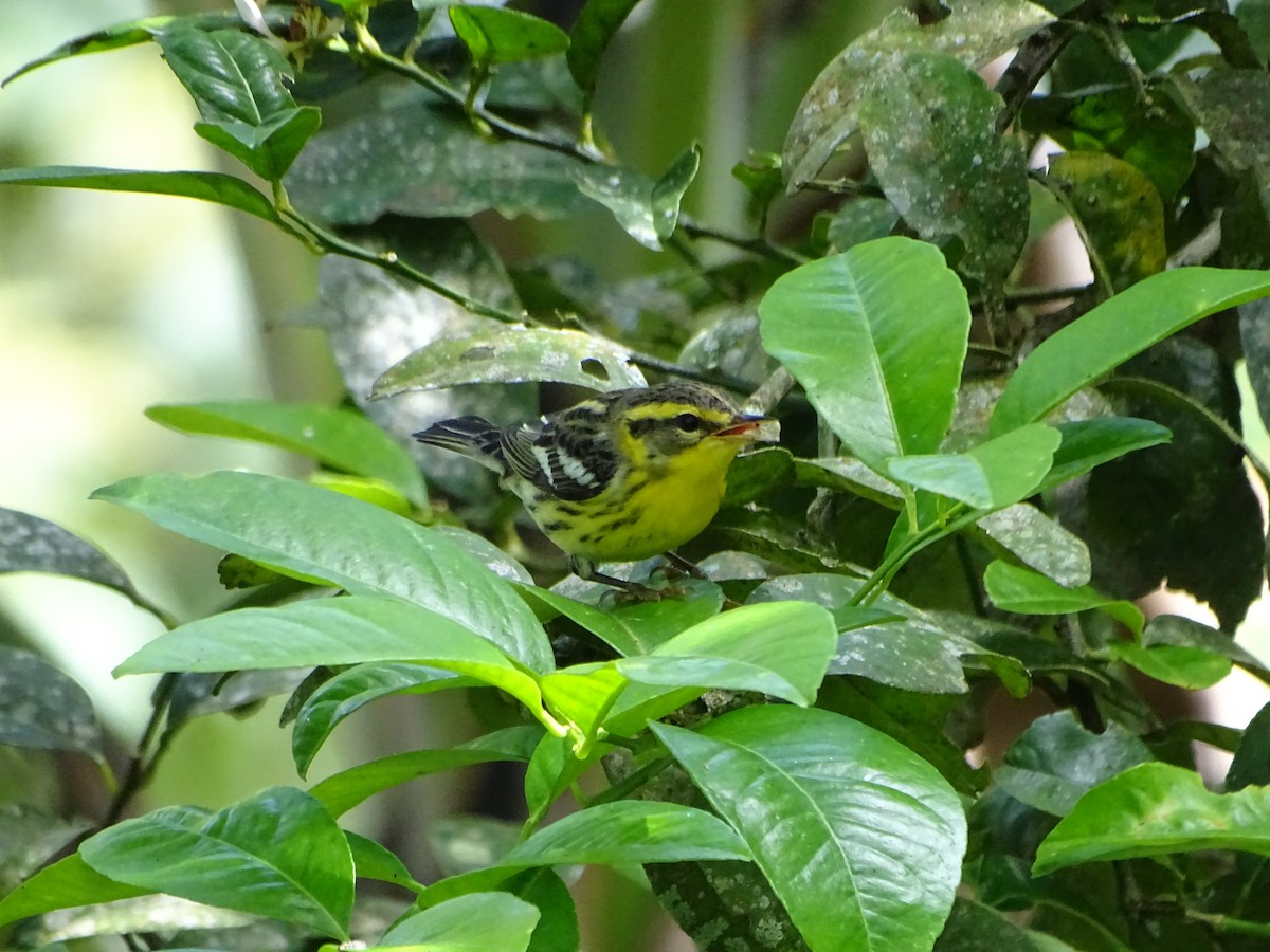 Reinita Gorjinaranja - ML644969589