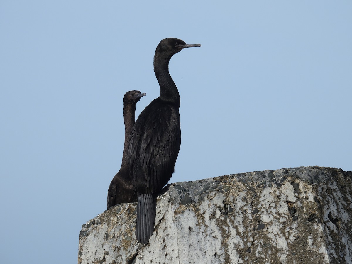 Pelagic Cormorant - ML644969590