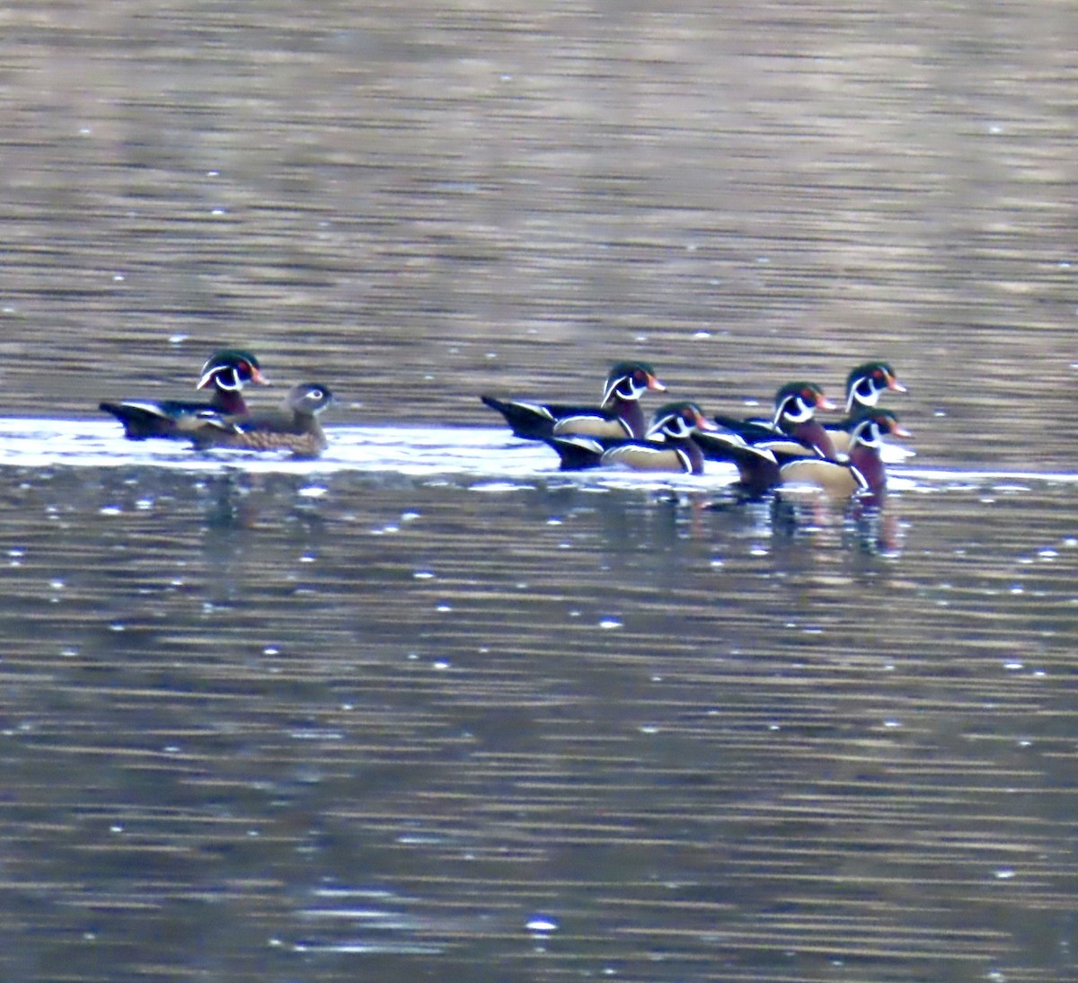 Wood Duck - ML644969598