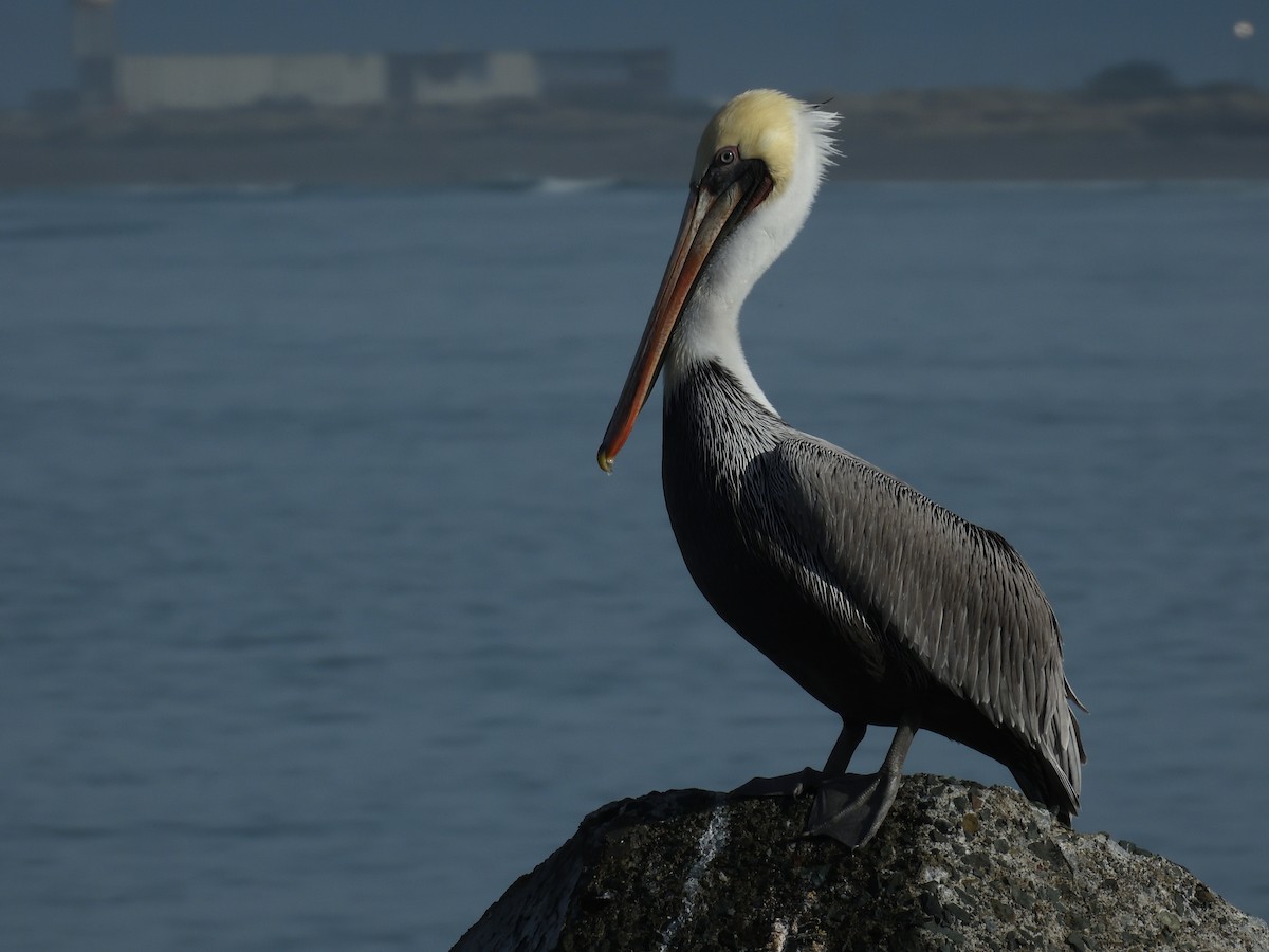 Brown Pelican - ML644969602