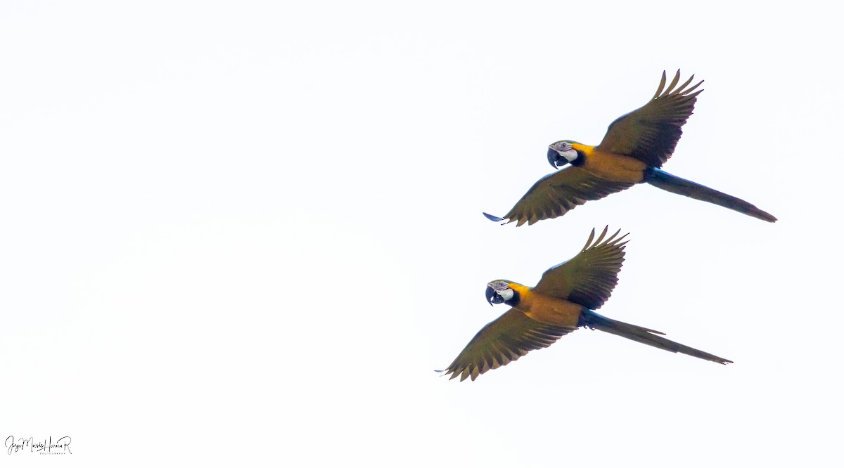 Blue-and-yellow Macaw - ML644969604